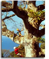 hb-tree climbing copy.jpg (13360 bytes)