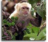 Capuchin Monkey